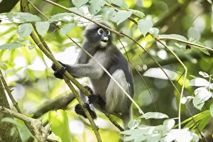 Dusky leaf monkey (Trachypithecus obscurus)