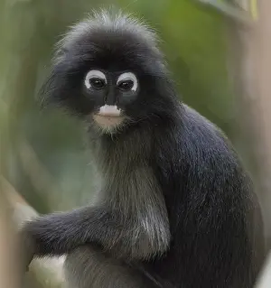Dusky leaf monkey (Trachypithecus obscurus)