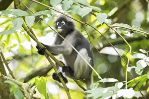 Dusky leaf monkey (Trachypithecus obscurus)