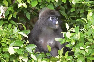Dusky leaf monkey (Trachypithecus obscurus)