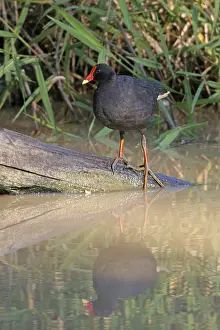 Dusky Moorhen (Gallinula tenebrosa)