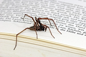 Dustbunny spider (Tegenaria atrica)