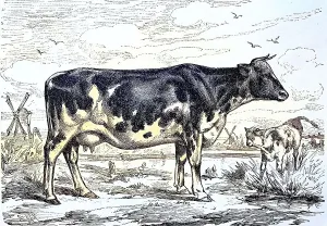 Dutch breed cow, black and white dairy cow