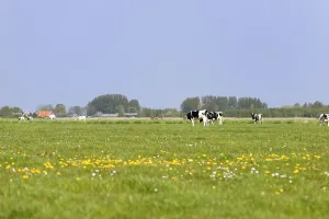 Dutch cows in grass meadows with typical houses at the horizon