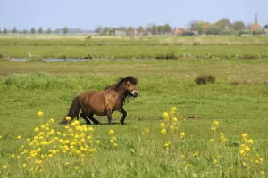 Dutch flat landscape with pony in the grass fields