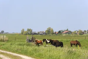 Dutch flat landscape with ponys in the grass fields