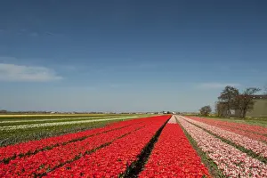 Dutch flower fields with colorful tulips in landscape
