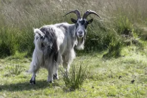 Dutch goat (Capra aegagrus hircus)