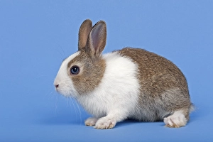 Dutch rabbit