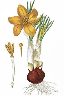 Dutch yellow crocus (Crocus flavus)
