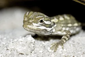 Dwarf bearded dragon (Pogona henrylawsoni)