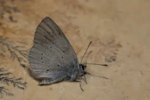 Dwarf Blue (Cupido minimus)
