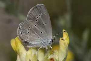 Dwarf Blue (Cupido minimus)