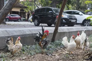 Dwarf chickens in the city centre, Hanoi, Vietnam