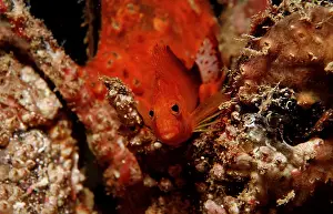 Dwarf Coral Guards, Cirrhitichthys falco