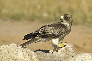 Dwarf eagle (Hieraaetus pennatus)