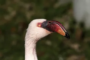 Dwarf flamingo
