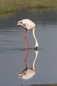 A dwarf flamingo is reflected in the shallow waters of Lake Nakuru