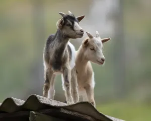 Dwarf goats (Capra) standing on a corrugated roof of a hut