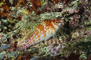 Dwarf hawkfish (Cirrhitichthys falco)
