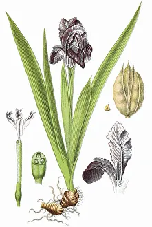 Dwarf iris (Iris pumila), medicinal plant