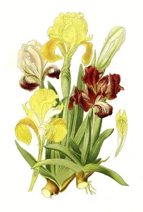 Dwarf Iris (Iris Pumila), pygmy iris