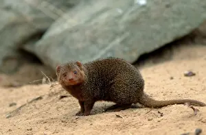 Dwarf Mongoose (Helogale hirtula)
