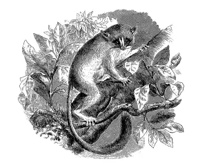 Dwarf mouse lemurs (Microcebus) within the group of lemurs