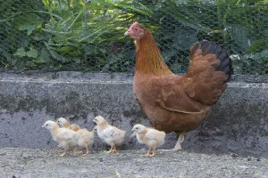 Dwarf New Hampshire, hen with chicks