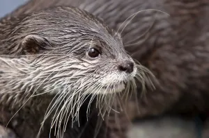 Dwarf otter