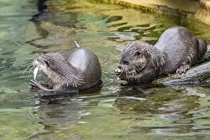 Dwarf otter, Asian oriental small-clawed otter (Aonyx cinerea)