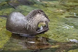 Dwarf otter, Asian oriental small-clawed otter (Aonyx cinerea)