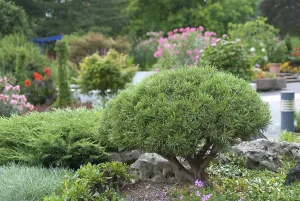 Dwarf pine (Pinus mugo Mops')