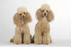 Dwarf poodle, apricot