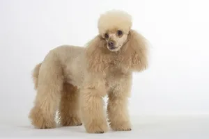 Dwarf poodle, apricot