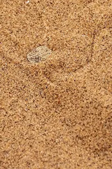 Dwarf puff adder (Bitis peringueyi) hiding in the sand