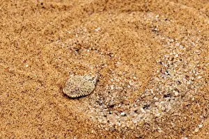 Dwarf puff adder (Bitis peringueyi) hiding in the sand