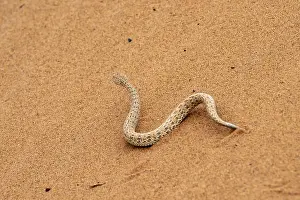 Dwarf puff adder (Bitis peringueyi) in the sand