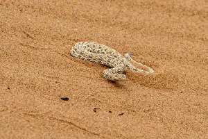 Dwarf puff adder (Bitis peringueyi) in the sand