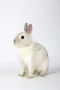 Dwarf Rabbit, Colour Dwarf, Satin
