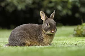 Dwarf rabbit, colour dwarf tan brown