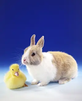 A dwarf rabbit and a duckling pose in front of a blue background Studio shot