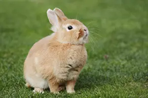Dwarf rabbit (Oryctolagus cuniculus forma domestica) in a meadow