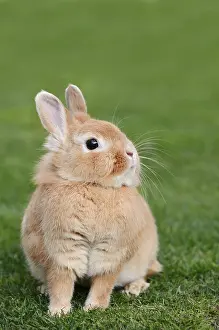 Dwarf rabbit (Oryctolagus cuniculus forma domestica) in a meadow