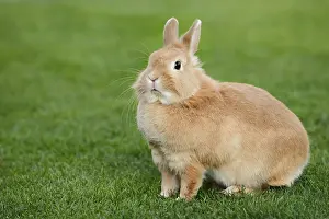 Framed Print : Dwarf rabbit (Oryctolagus cuniculus forma domestica) in a meadow