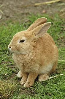 Dwarf rabbit, rabbit, pet, pet