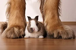 Dwarf rabbit sitting between the legs of a large Leonberger dog