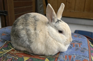 Dwarf rabbit sitting on a table