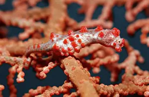 Dwarf seahorse, Hippocampus bargibanti