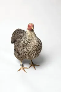 Dwarf-Wyandotte chicken breed